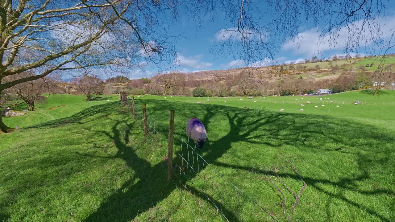 Iers plattelandstafereel: schapen in de schaduw van een boom, lente in Kerry, Ierland. Epische Locaties