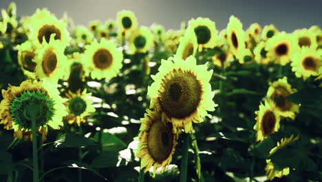 sunflowers blooming in a vast field under bright sunlight during afternoon