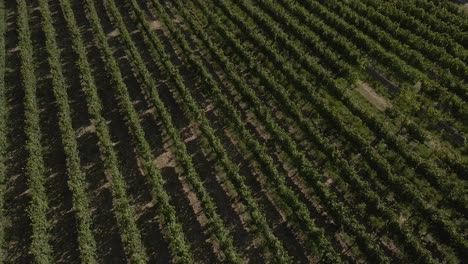 Aerial-view-of-a-vineyard-in-Lamego-Portugal,-drone-flying-over-the-green-vines