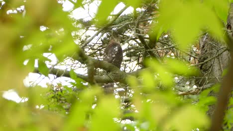 Bird-sitting-on-a-branch-looking-around-for-food