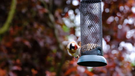 small bird using a bird feeder eating seeds in a uk garden