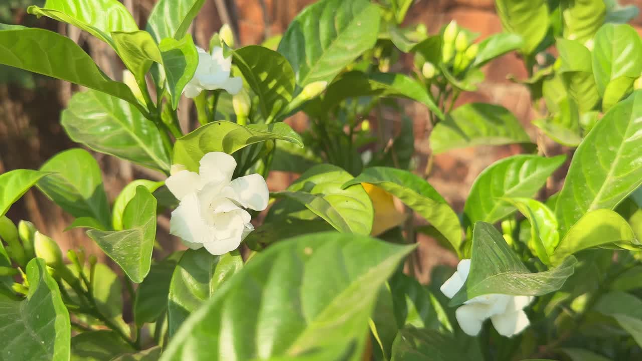Closeup shot of Gardenia blooming in the garden Gardenia is a genus of flowering plants in the coffee family