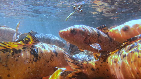 underwater shot of carp fish in a pond 2