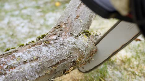 Unrecognizable chainsaw worker lumberjack cuts down tree, closeup, static
