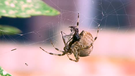 Eine-Gewöhnliche-Weibliche-Kreuzspinne,-Die-Ihre-Beute-In-Der-Kreisstadt-Oakham-In-England-In-Der-Grafschaft-Rutland-Verschlingt