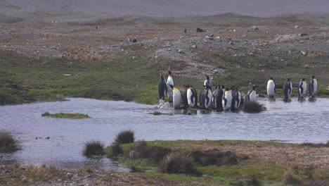 Colonia-De-Pingüinos-Rey-Relajándose-Junto-Al-Arroyo-En-El-Paisaje-De-La-Isla-De-Georgia-Del-Sur-A-60-Fps.