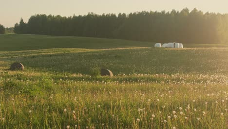 dandelion field at sunset (whide shot)