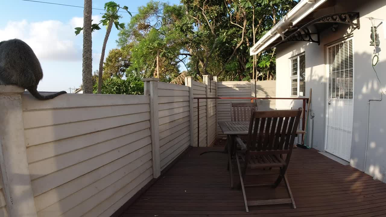 Vilde grå vervetaber leger på en veranda og mur i et boligområde i Sydafrika