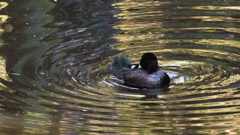 pato nadando y arreglándose en un estanque