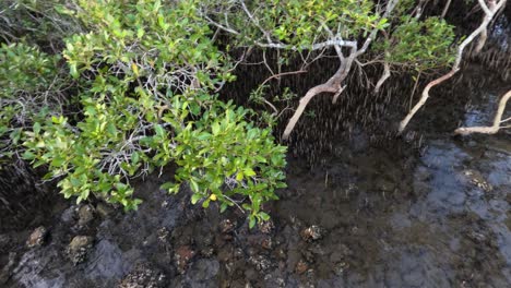 aerial view of mangrove forest and water