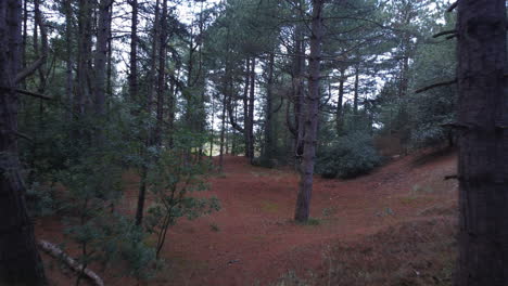 aerial drone shot flying through tall pine woodland towards forest edge uk