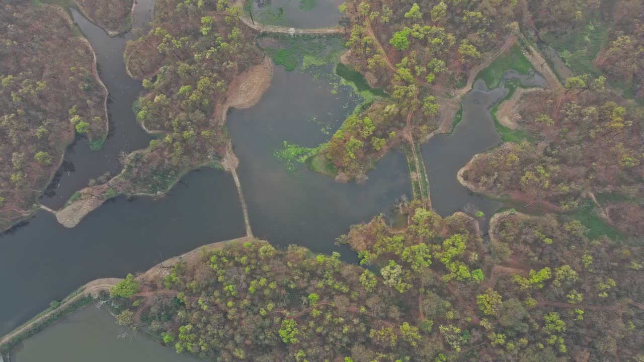 Drone footage captures the tranquil beauty of scenic wetlands with rich vegetation and a peaceful, untouched natural landscape in harmony with the surrounding green environment