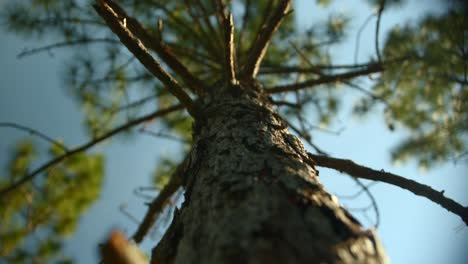 Looking up at trees in the forrest-1
