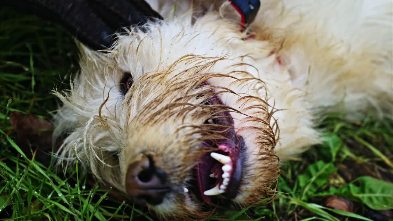 Glad, fluffy hund på ryggen i gjørmete gress, med stort smil og uttrykksfulle øyne. Utendørs kjæledyrliv. Nærbilde.