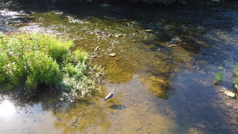 aerial shot over stork walking in river shallow crystal clear water, georgian bay