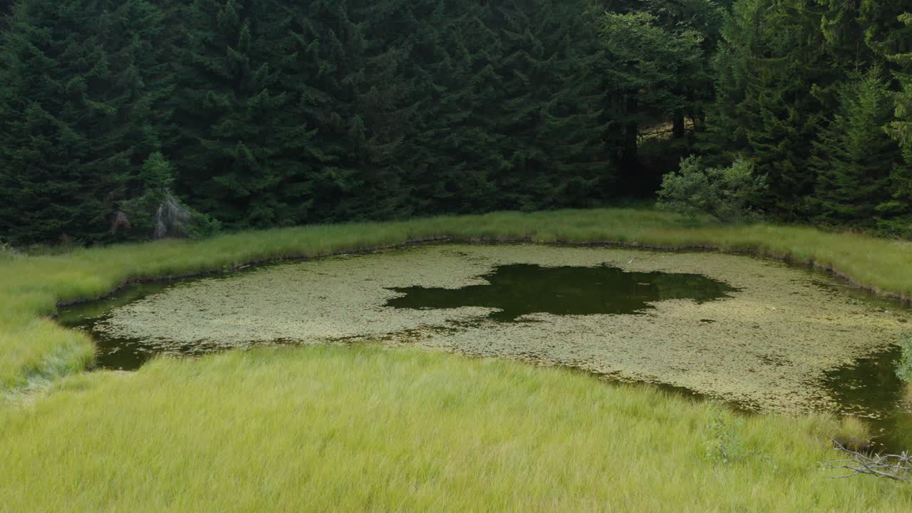 작은 숲 호수, 삼림 지대에 정체된 연못, 조감도