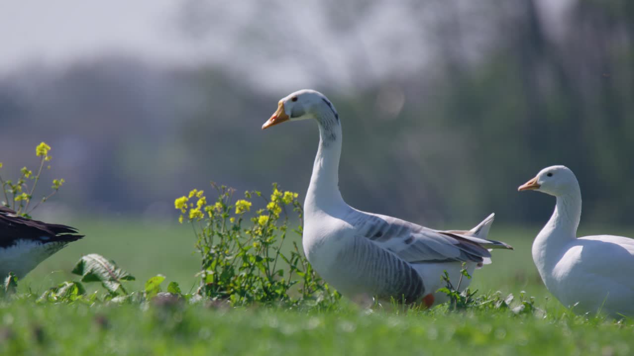 gansos grises buscando comida en un prado húmedo al amanecer en un día soleado