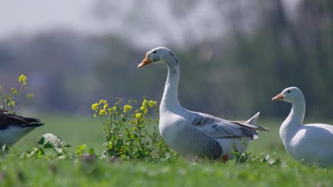 Greylag-geese-foraging-for-food-in-a-wet-meadow-at-sunrise-on-sunny-day