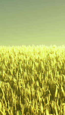 endless golden wheat field basking in the warm glow of a setting sun