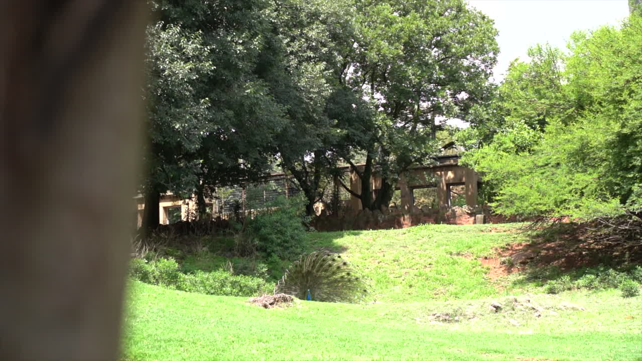 공작 덜거덕 거리는 깃털 기차, 왼쪽에서 오른쪽으로 패닝 샷