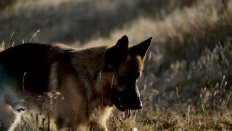 a german shepherd dog briefly stops while playing and running