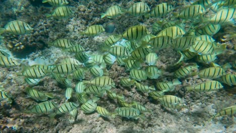 convict tang tropical fish pause to feed along hawaiian coral reef