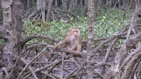 Schweinsaffe-Sitzt-Auf-Mangrovenwurzeln-In-Einem-Sumpfigen-Wald-Auf-Monkey-Island-In-Der-Nähe-Von-Ho-Chi-Minh-Stadt