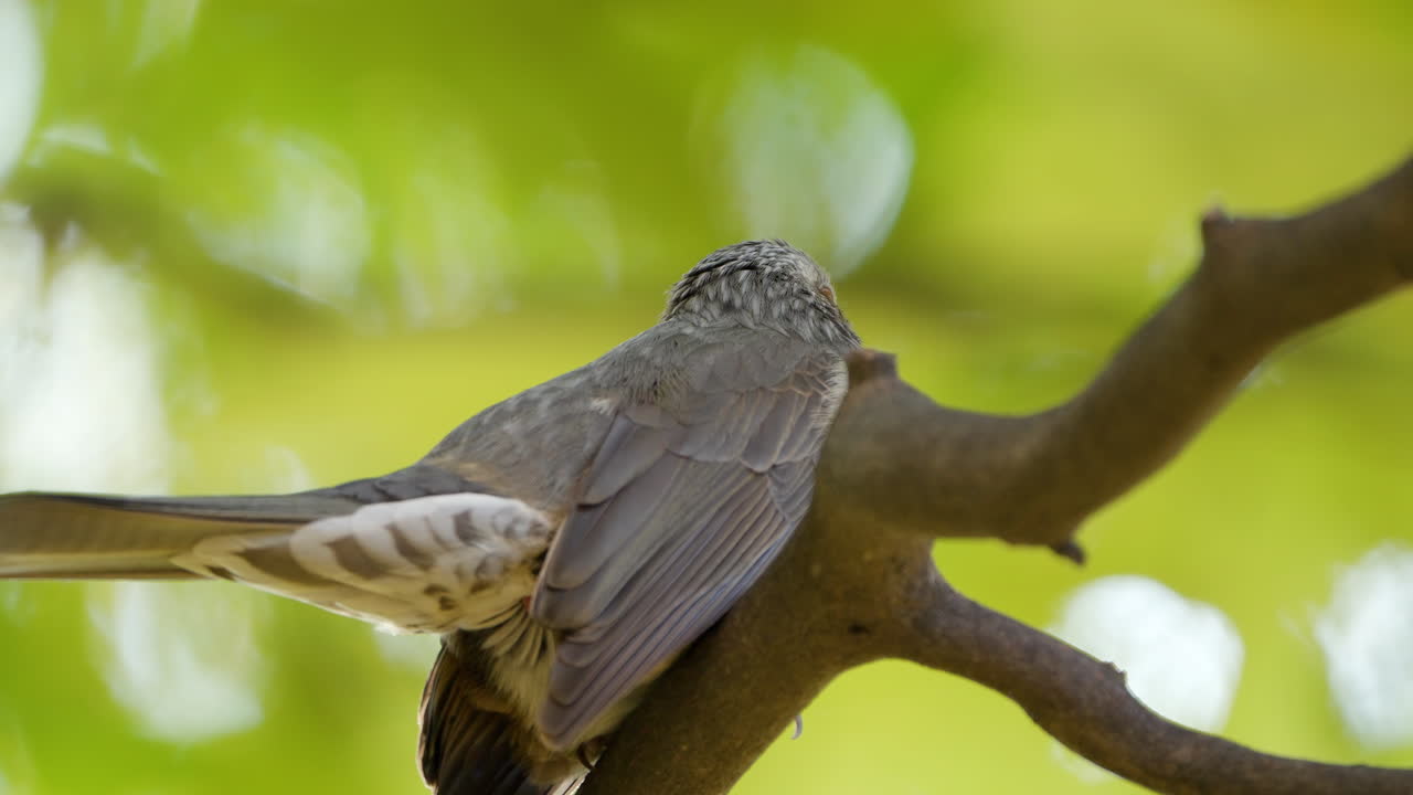 el pájaro bulbul de orejas marrones defeca en la rama de un árbol