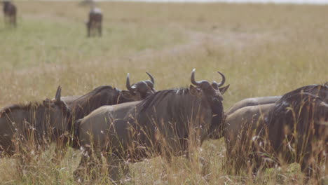 Gnus-Werden-Unruhig-Und-Bereit,-Ihre-Wanderung-Fortzusetzen,-Nachdem-Sie-Einen-Tag-Lang-In-Der-Savanne-Gegrast-Haben