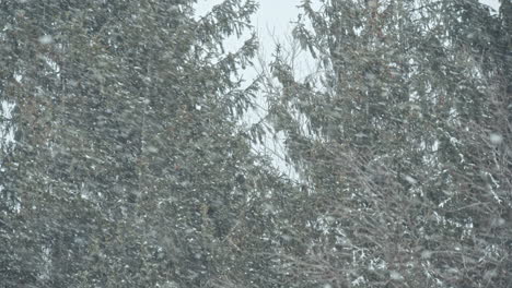 heavy snow storm in a pine forest