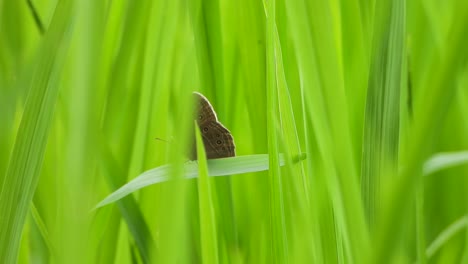 Hermosa-Mariposa-Negra-En-La-Hierba-Verde