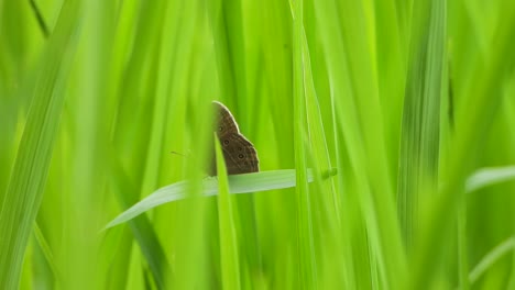beautiful black butterfly in green grass