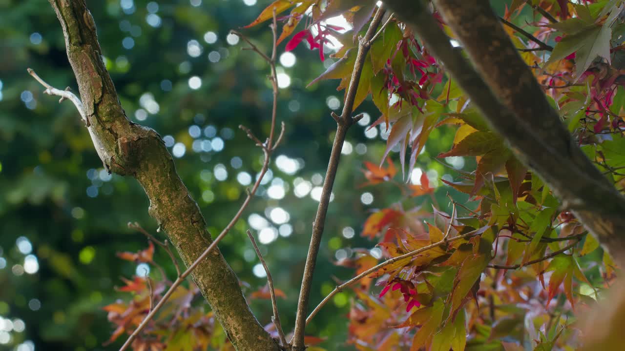 Close-up shot of mixed green-orange leaves in villa garden, Italian fall