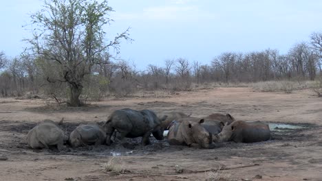 White-Rhinoceros-Herd-Cooling-in-Mud