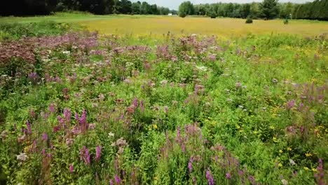 fly over of field of wildflowers.