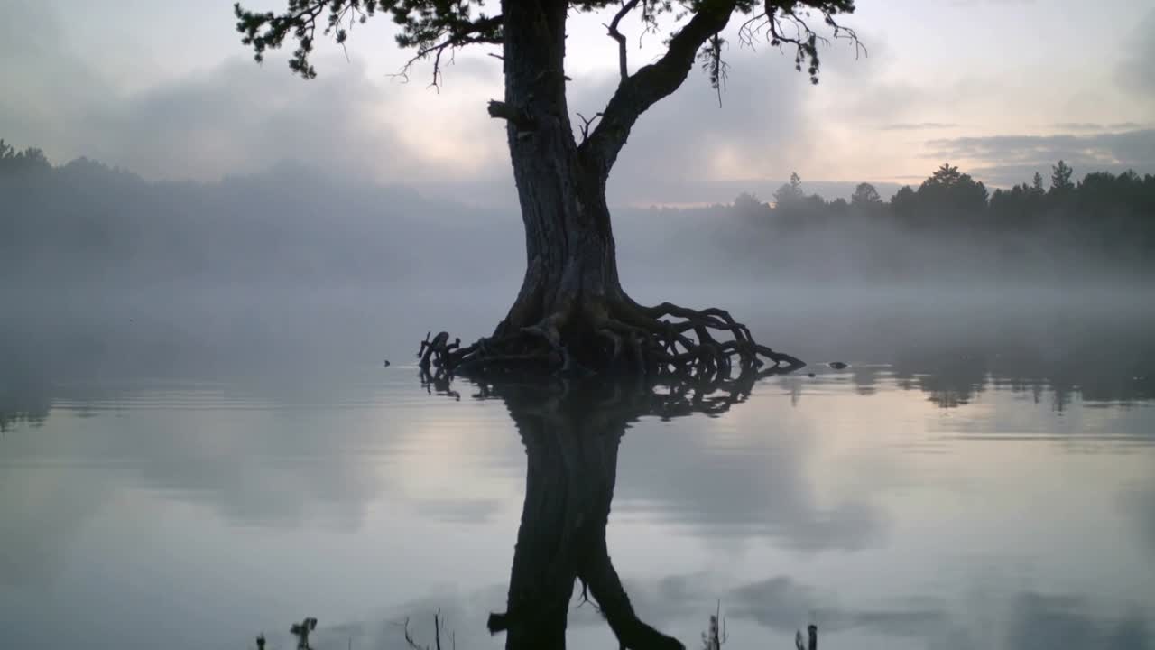 Moving camera pulling closer across five frames on calm lake, revealing twisted tree roots