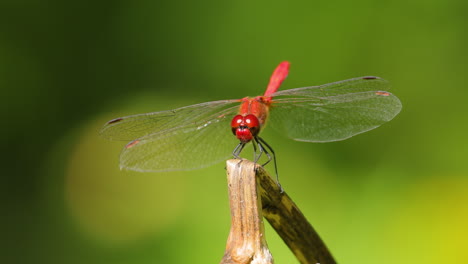 Scarlet-Dragonfly-(Crocothemis-erythraea)-is-a-species-of-dragonfly-in-the-family-Libellulidae.-Its-common-names-include-broad-scarlet,-common-scarlet-darter.