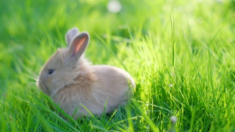 a beautiful red rabbit is sitting in the middle of young green grass