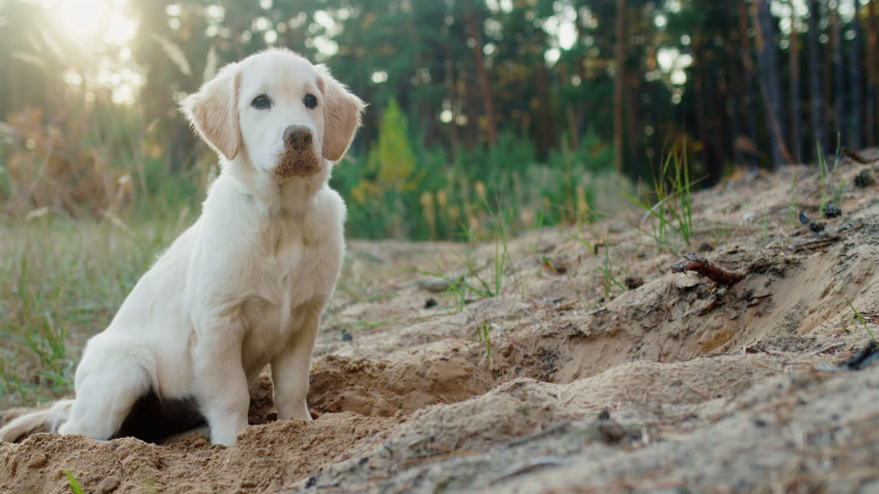 retrato de un cachorro de golden retriever con un hocico sucio. el cachorro alegre estaba cavando y estaba un poco cansado durante la caminata