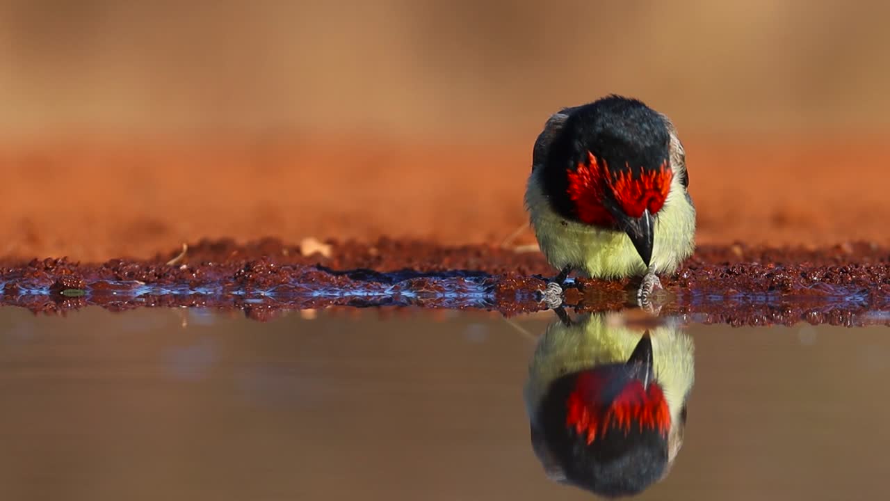un tiro de ángulo bajo cercano de un barbudo de cuello negro y su reflejo mientras bebe, gran kruger