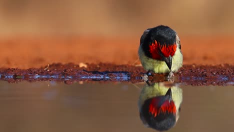 a close low-angle shot of a black-collared barbet and its reflection while drinking, greater kruger