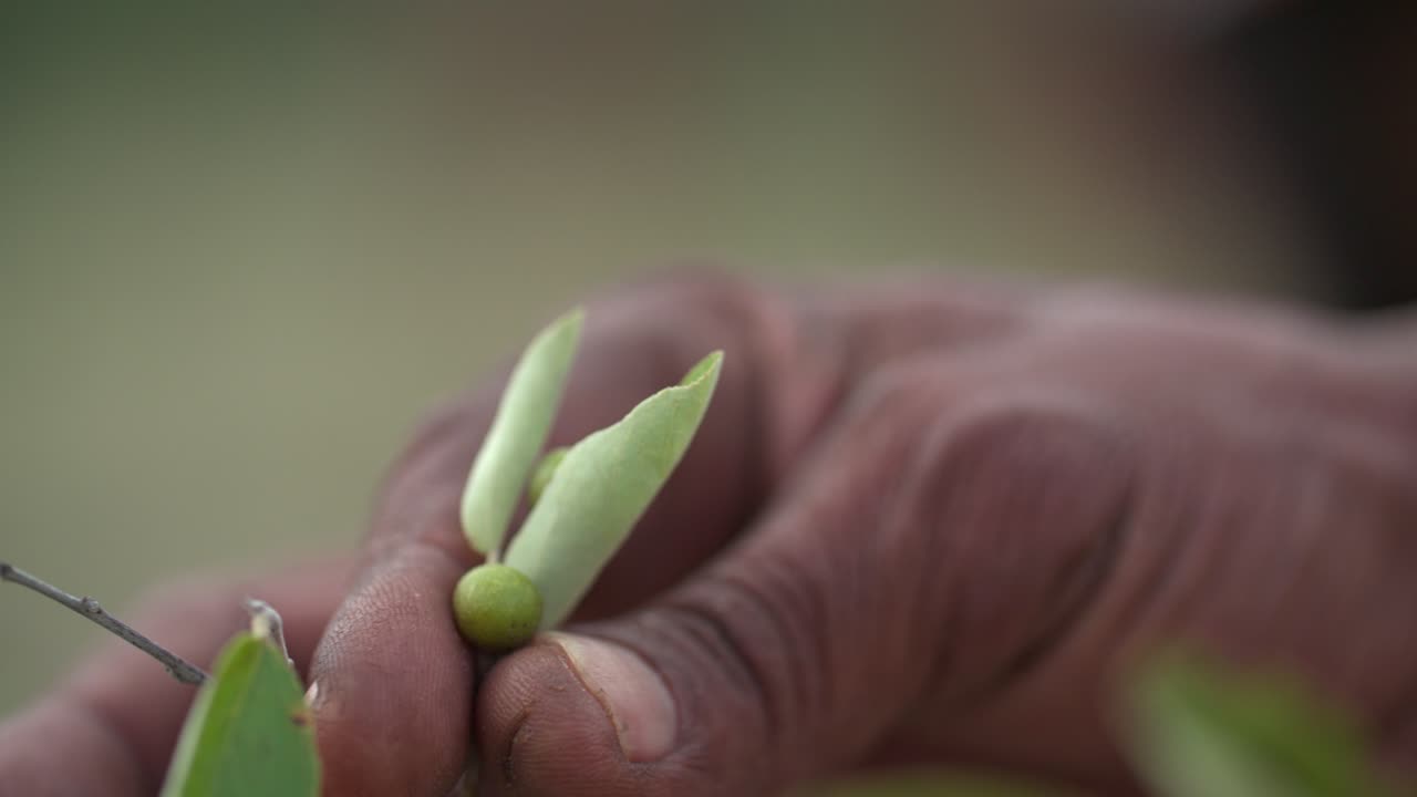 primer plano de una mano sosteniendo una baya y hojas entre sus dedos.