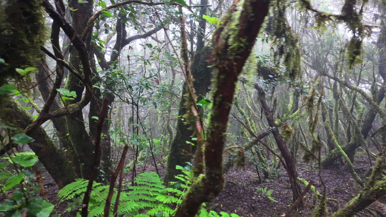 Misty forest landscape in Parque Rural de Anaga with lush vegetation