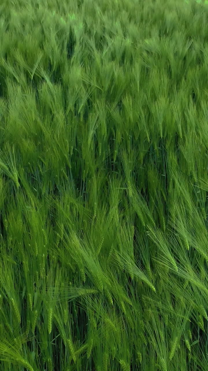 campo de trigo verde