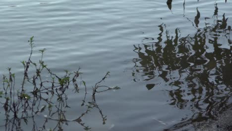 Im-Freien-Natur-Fluss-Küste-Reflexionen-Wellen-Hereinkommen