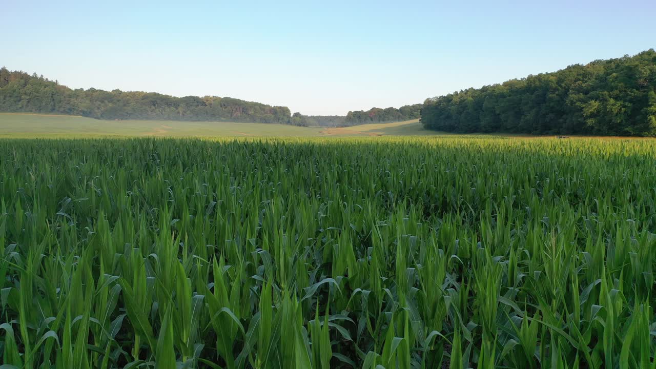 paisaje de campos de maíz al amanecer o al atardecer