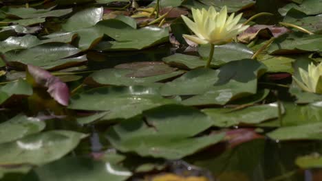 Blick-Auf-Gelbe-Lotusblumen,-Die-Zwischen-Grünen-Lilien-Schweben