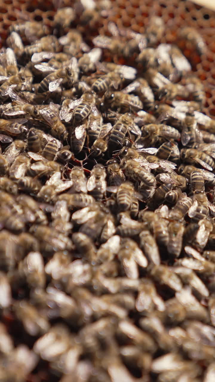 Frame with honey bees. Bees working on honeycomb. Many bees crawling on a frame carrying nectar to make honey. Close-up. Vertical video