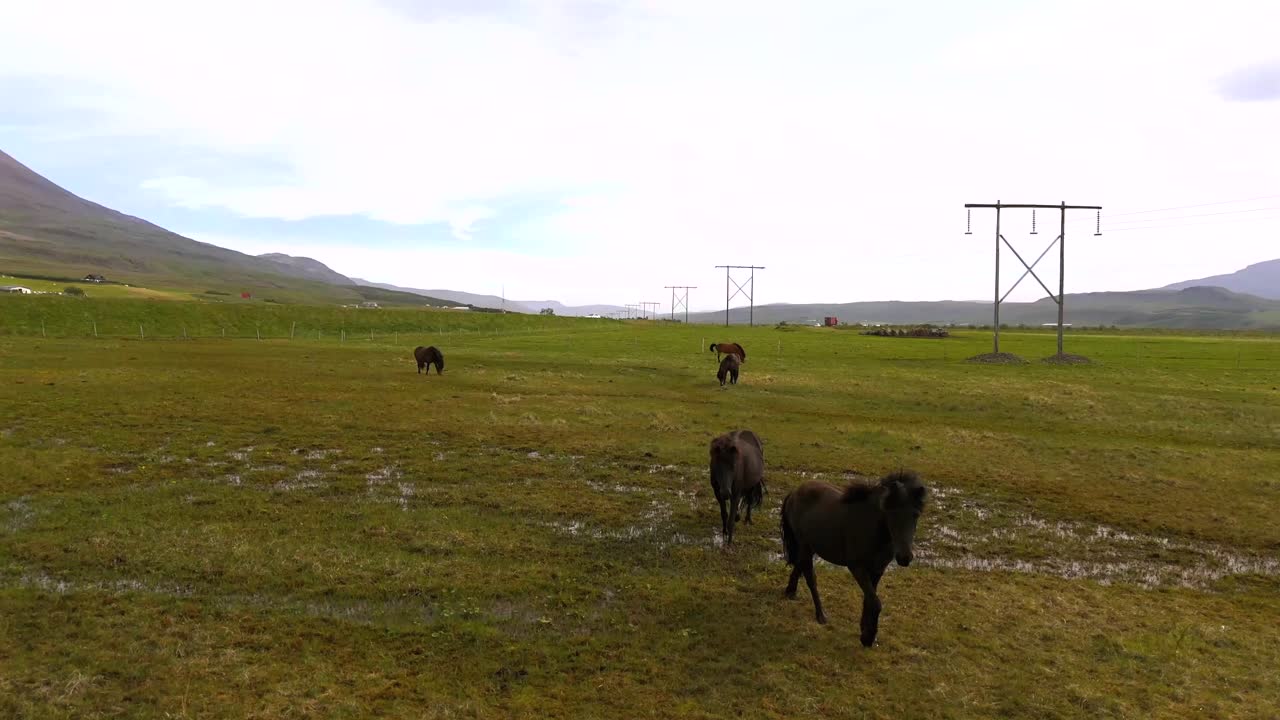 Icelandic Horses Grazing in a Lush Green Field