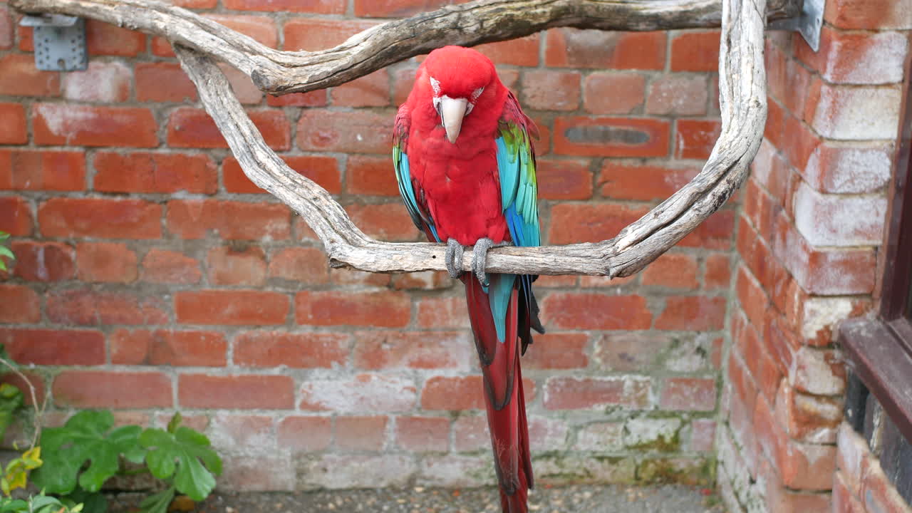 un loro colorido frente a una pared de ladrillo encaramado en una rama